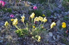 Oxytropis maydelliana