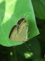 Catopyrops florinda