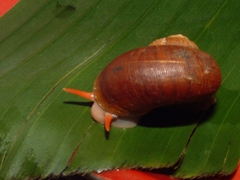 Neocyclotidae