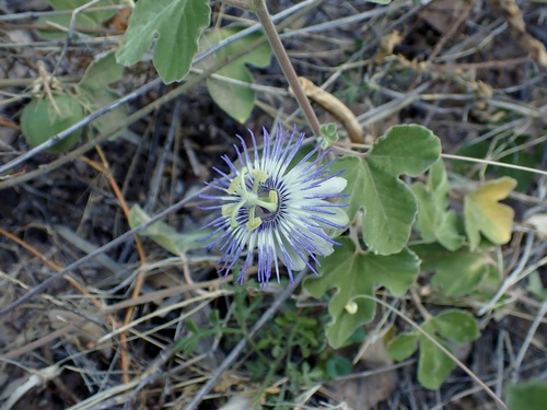Sonoran Passionflower (Passiflora arida)