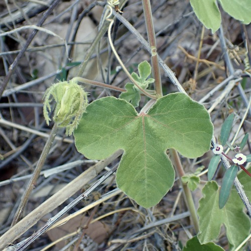 Passiflora arida, photograph 1