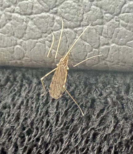 Unknown species found near NC-87 N, Fayetteville, NC, US