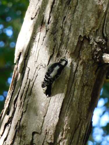 Downy Woodpecker