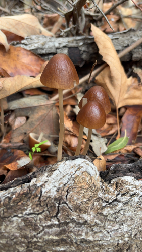 iNaturalist observation photo of conical brittlestem