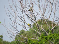 Treron australis