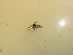 Chrysocale principalis