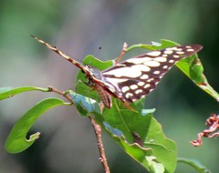 Graphium cyrnus