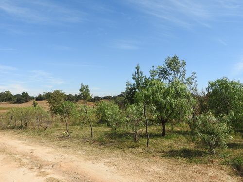 Schinus molle