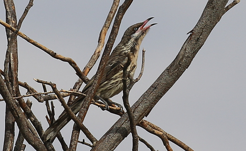 Spiny-cheeked Honeyeater