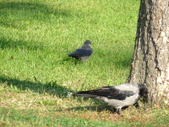 Corvus cornix