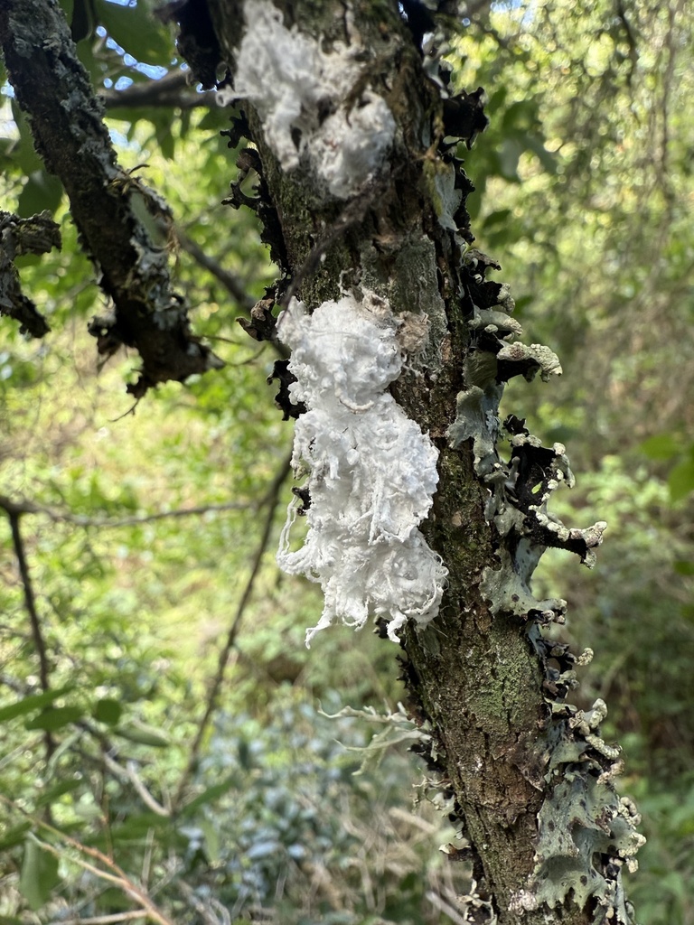 Icerya schrottkyi