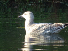 Larus argentatus