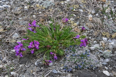 Oxytropis middendorffii