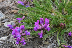 Oxytropis middendorffii