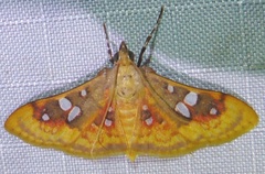 Sameodes pictalis
