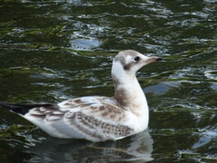 Chroicocephalus ridibundus