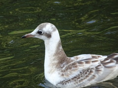 Chroicocephalus ridibundus