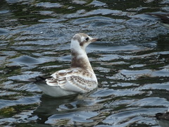 Chroicocephalus ridibundus