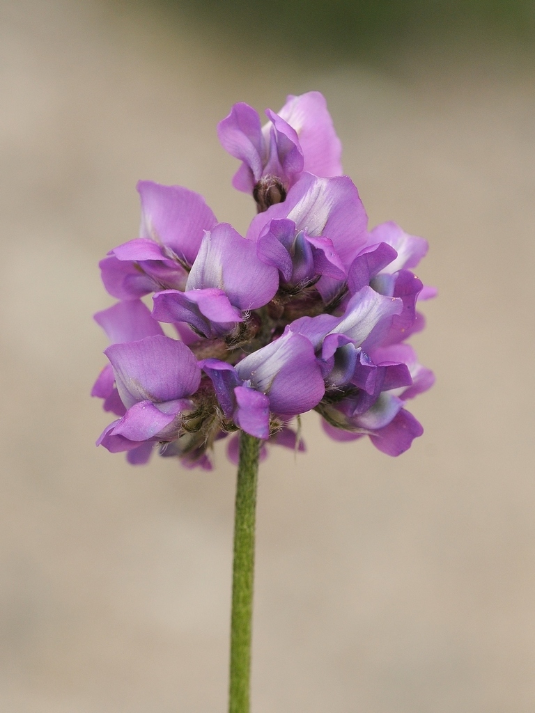 northern beaked milkvetch