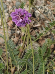 Oxytropis lapponica