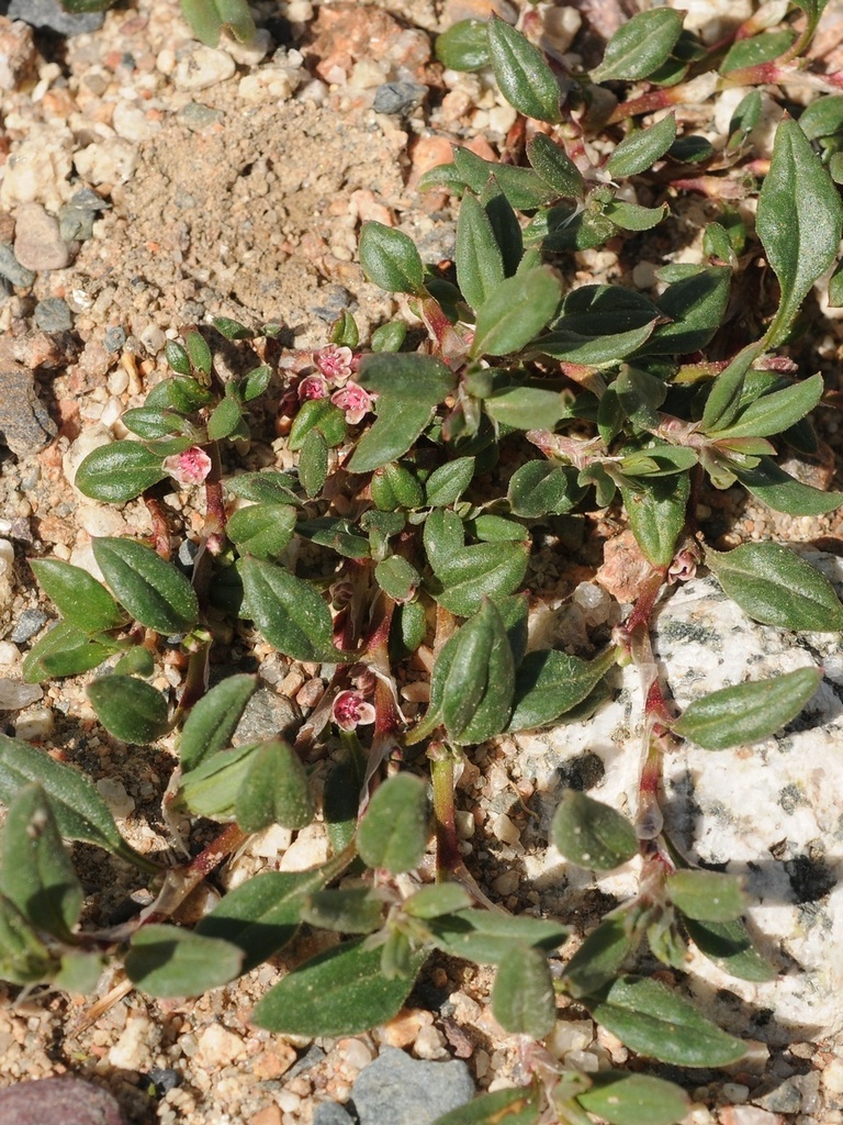 Indian Knotgrass