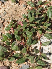 Polygonum cognatum
