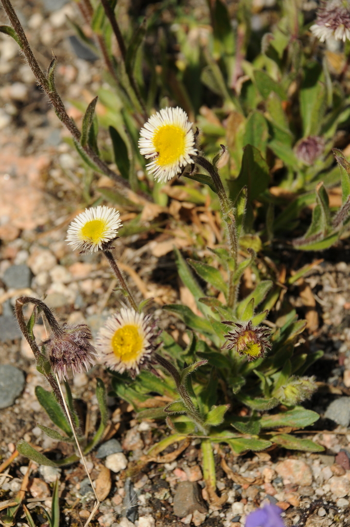 Erigeron lachnocephalus