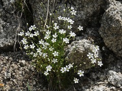 Sabulina kryloviana