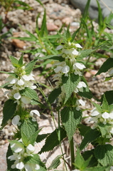 Lamium turkestanicum