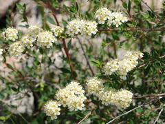 Spiraea lasiocarpa