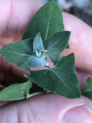 Chenopodium trigonon