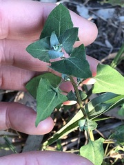 Chenopodium trigonon