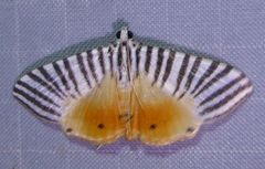 Dichocrocis zebralis