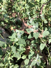 Chenopodium trigonon