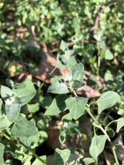 Chenopodium trigonon