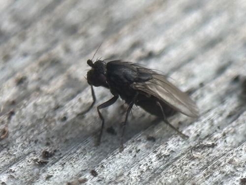 Unknown species found near Roanoke Island, Manteo, NC, US
