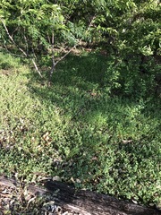 Chenopodium trigonon