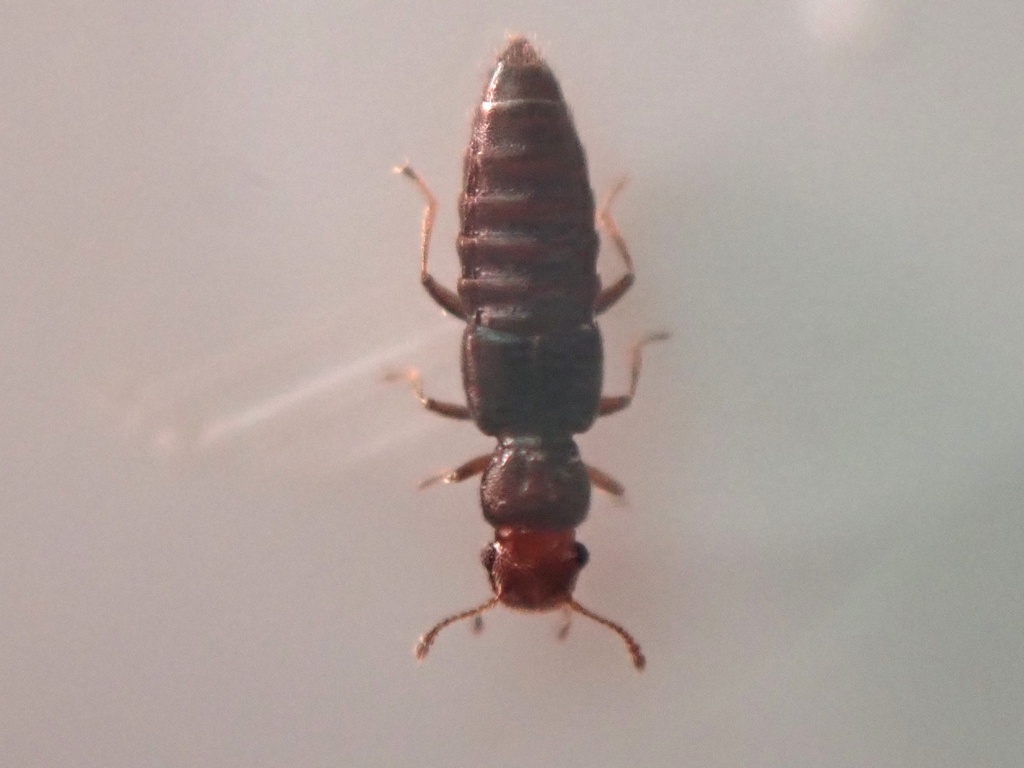 Euaesthetus ruficapillus