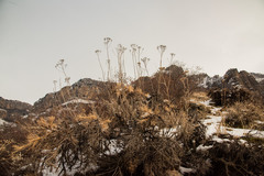 Astragalus arnacantha