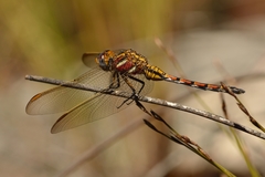 Orthetrum rubens