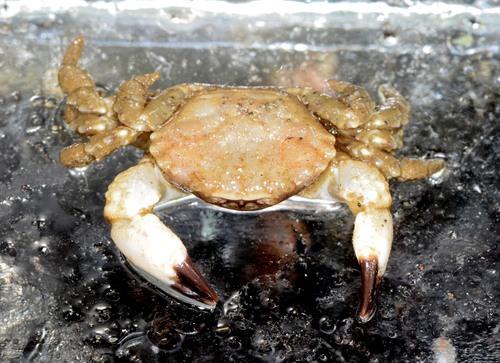 Lophopanopeus diegensis