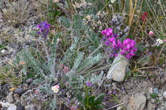 Oxytropis uschakovii