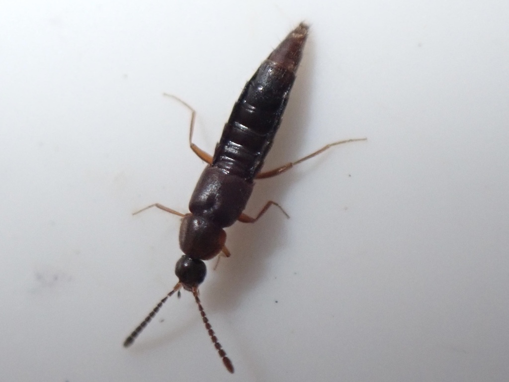 Oxypoda elongatula