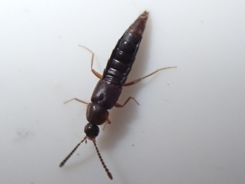 Oxypoda elongatula