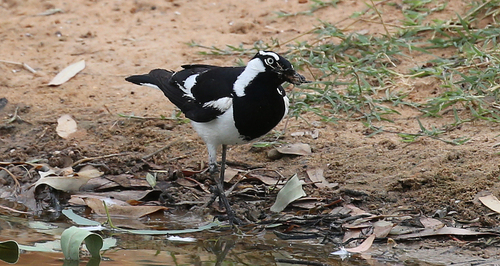 Magpie-lark
