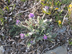 Oxytropis uschakovii