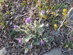 Oxytropis uschakovii