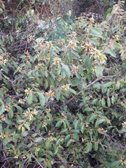 Landolphia parvifolia image