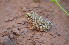 Bufotes viridis