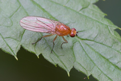 Suillia atricornis